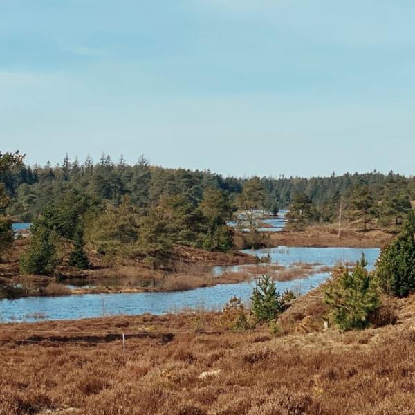 Syvårssøerne i Frederikshåb Plantage en forårsdag