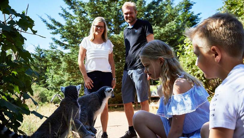 Givskud Zoo familie ved lemurer