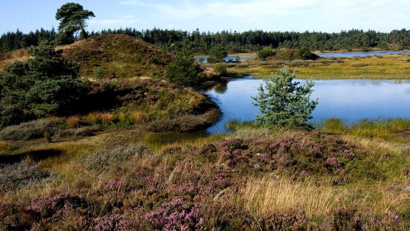 Frederikshåb Plantage og Syvårssøerne med lyng