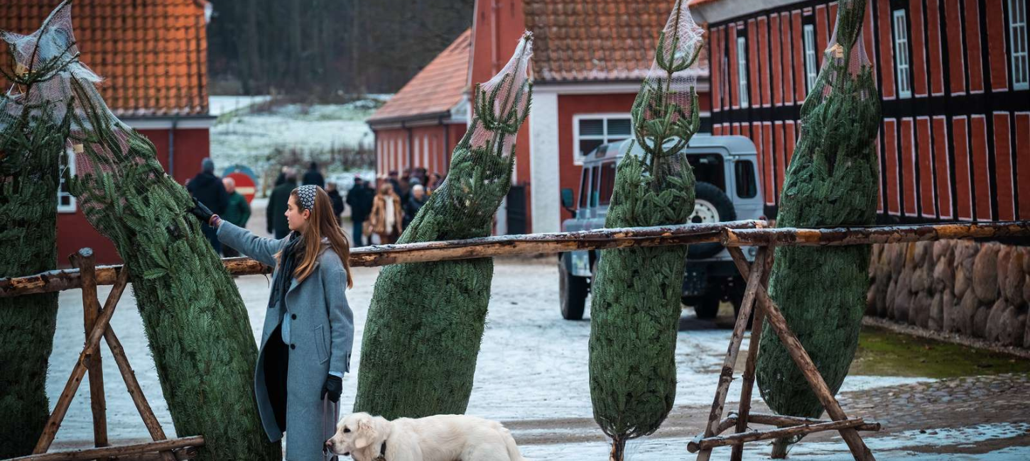 Juletræer til julemarked på Tirsbæk Gods