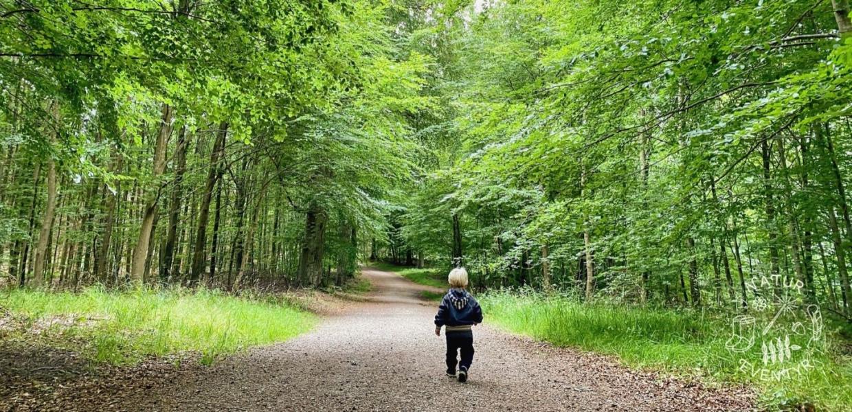 Lille dreng alene i skoven på natureventyr