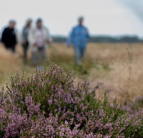 Vandretur på Randbøl Hede med hedelyng