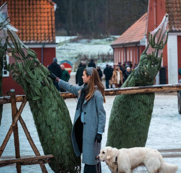 Juletræer til julemarked på Tirsbæk Gods