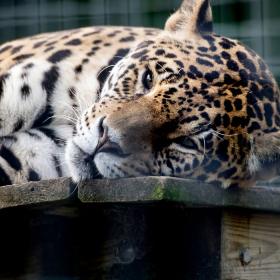 Vilde dyr i Skærup Zoo