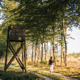 Kvinde går i krattet ved Kollemorten på svampetur