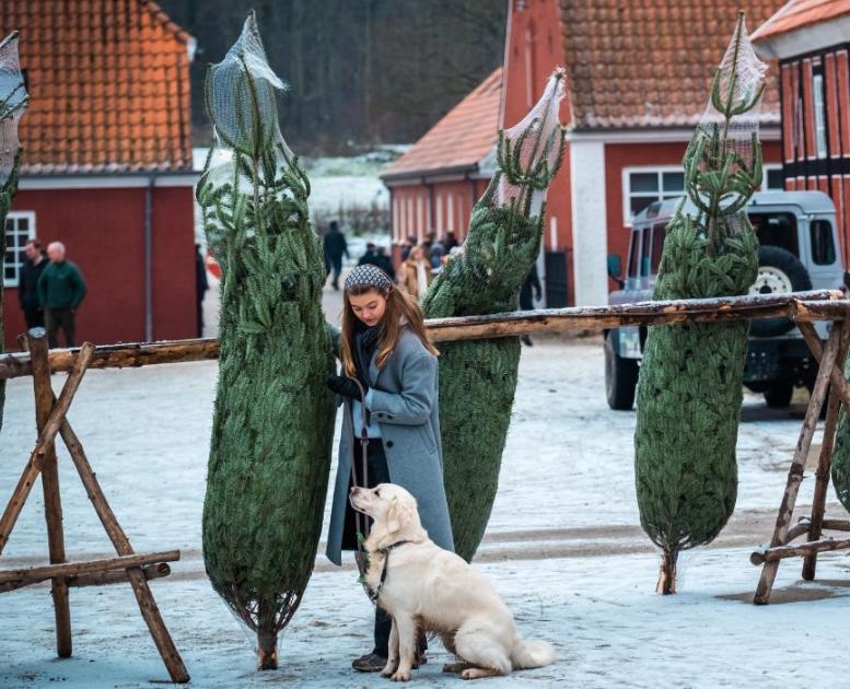Juletræer ved Tirsbæk Gods på julemarked